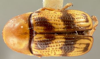 Media type: image; Entomology 8827   Aspect: habitus dorsal view